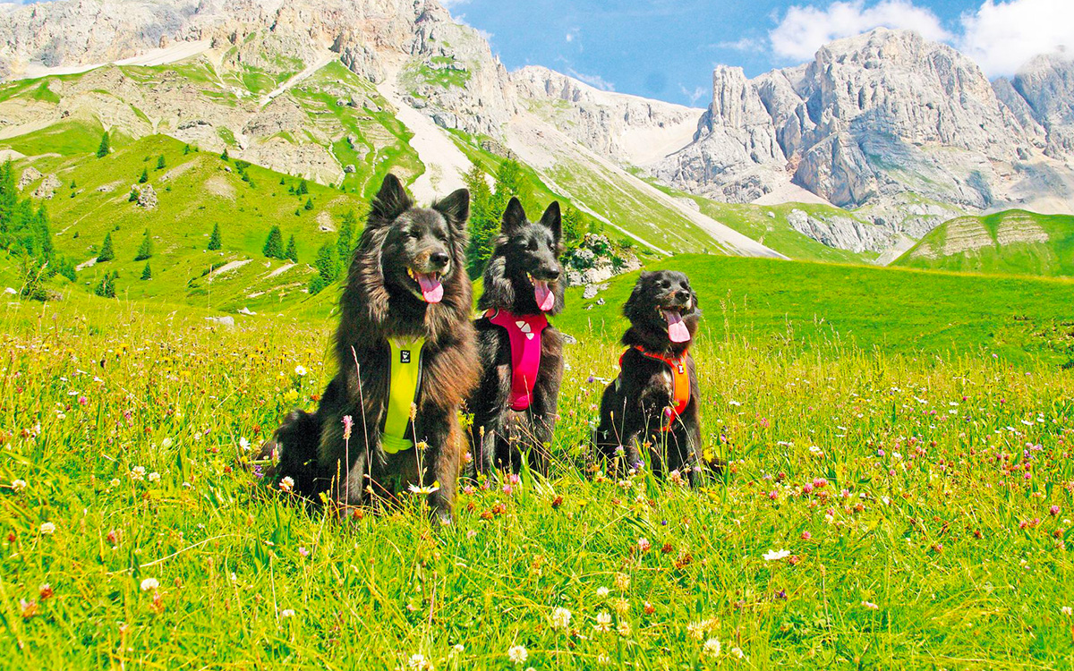 Dog Trekking: le vacanze in montagna con il cane