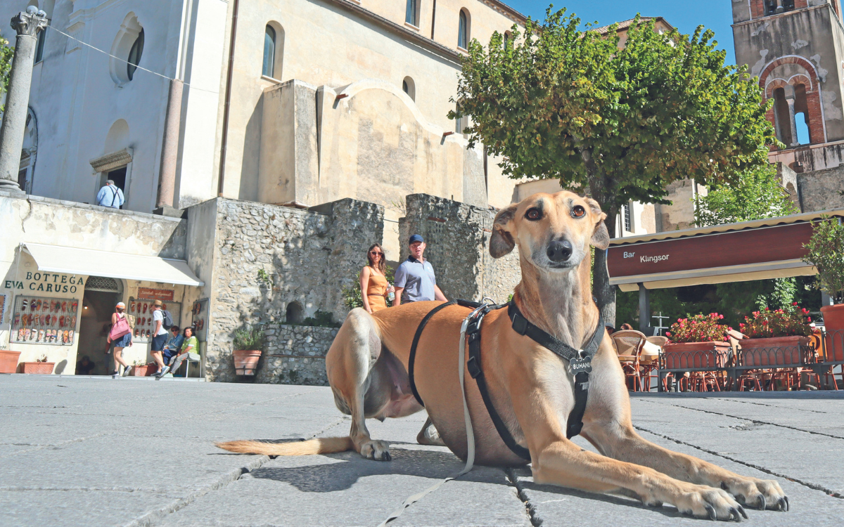 Suhani, Greyhound mix Saluki, posa per Quattro Zampe nella Piazza Centrale di Ravello