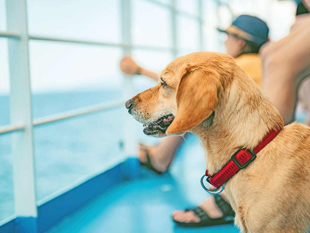 Con il cane al mare sulle isole italiane
