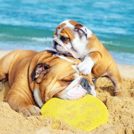 Con il cane al mare sulle isole italiane
