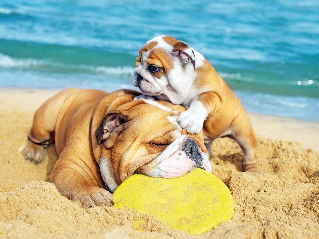 Con il cane al mare sulle isole italiane