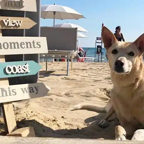 Animalido Dog Beach