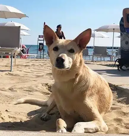 Animalido Dog Beach