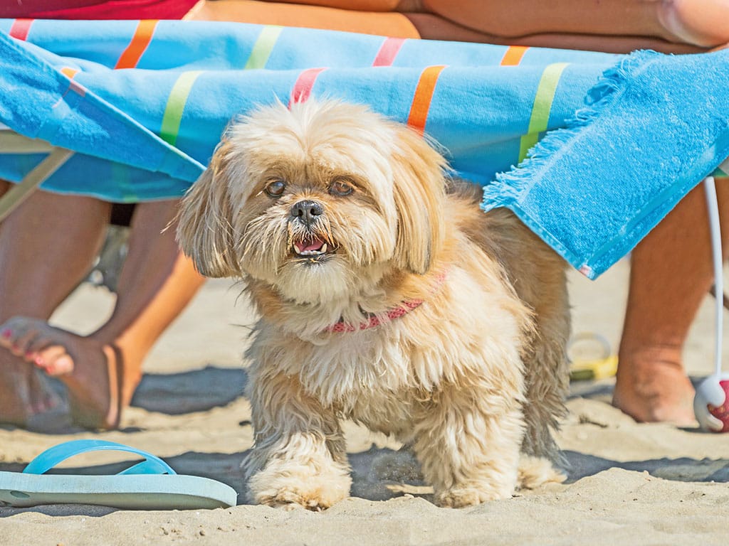Cani al mare e "Cani da a-mare", a Grado