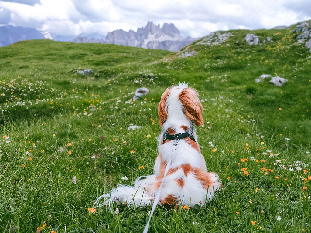 Con il cane in montagna tra natura e poesia