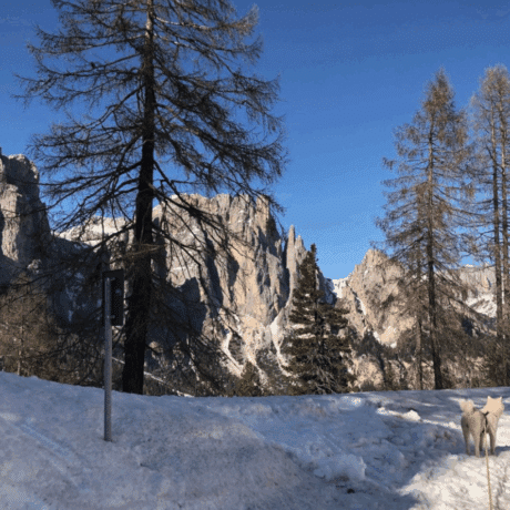 'Settimana Bianca - Pet' sulle Dolomiti!