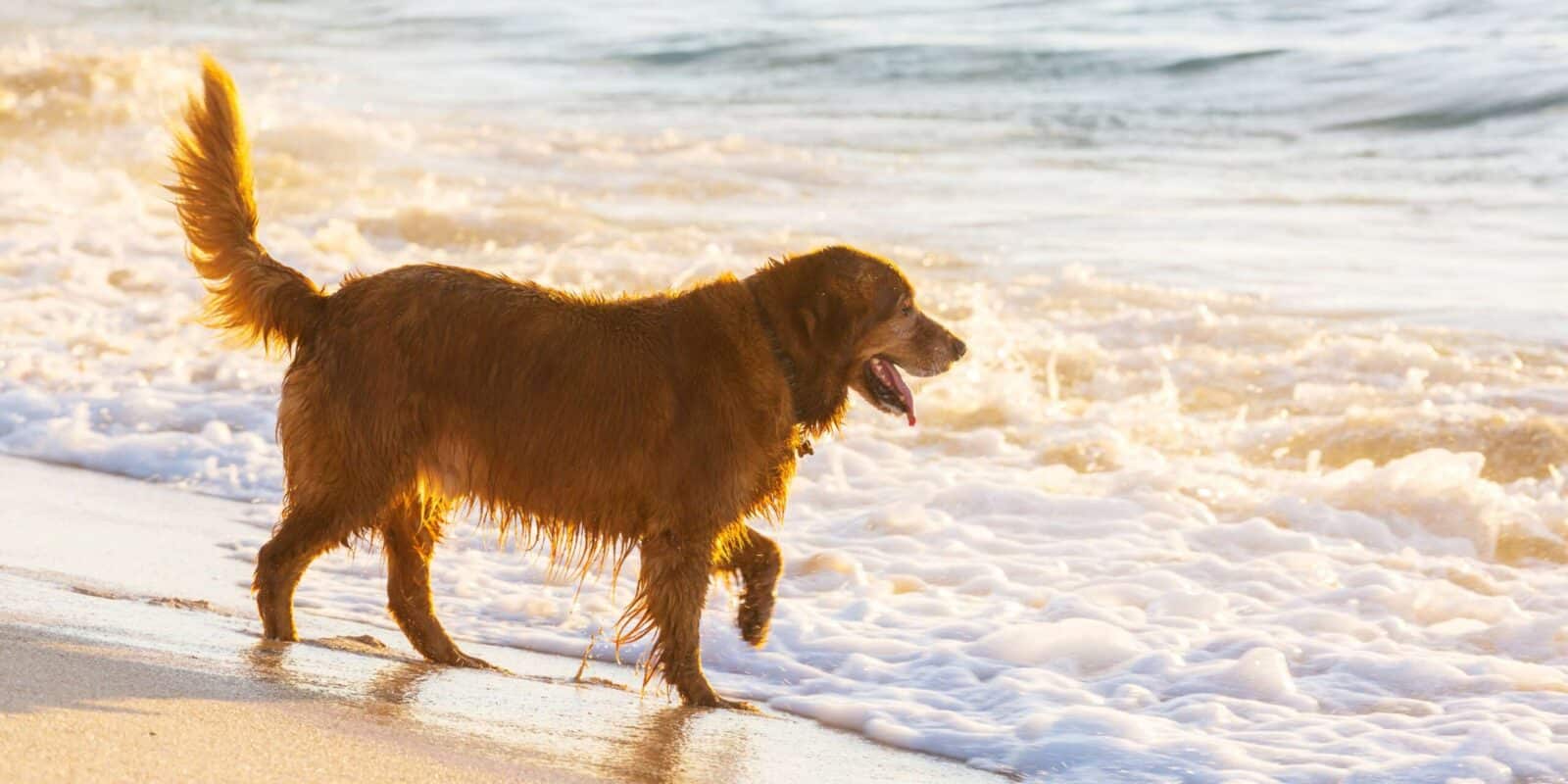 Spiaggia per cani a Lignano: la vacanza perfetta con il tuo amico a quattro zampe