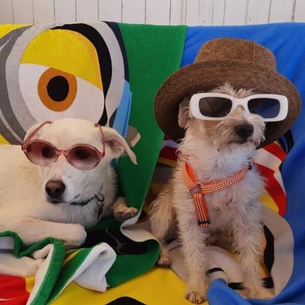 Pet Family Camping Cortina