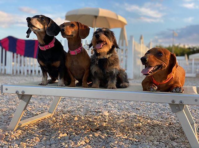 Pet Family Camping Cortina