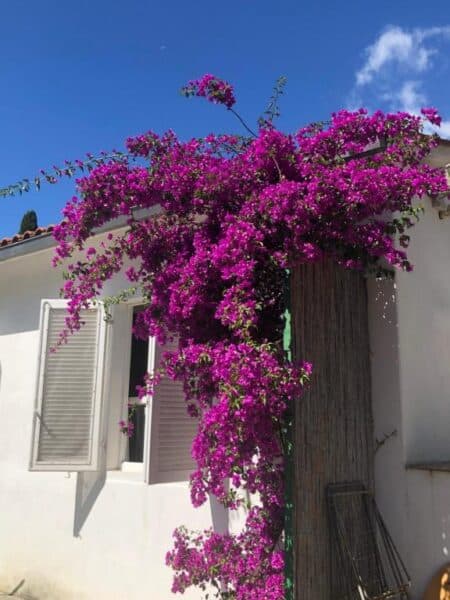 Strutture Pet-Friendly