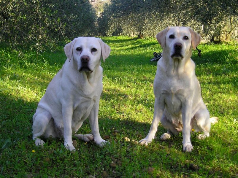 Agriturismo Podere Campalto