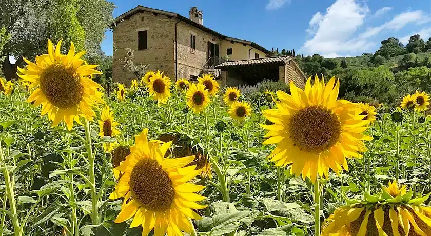 Agriturismo Cerqueto