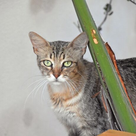 Un gatto spunta dietro un asse di legno: scopri come fare vacanze in Val di Noto con animali