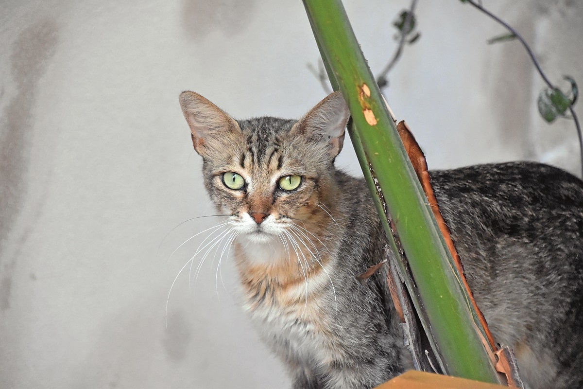 Un gatto spunta dietro un asse di legno: scopri come fare vacanze in Val di Noto con animali